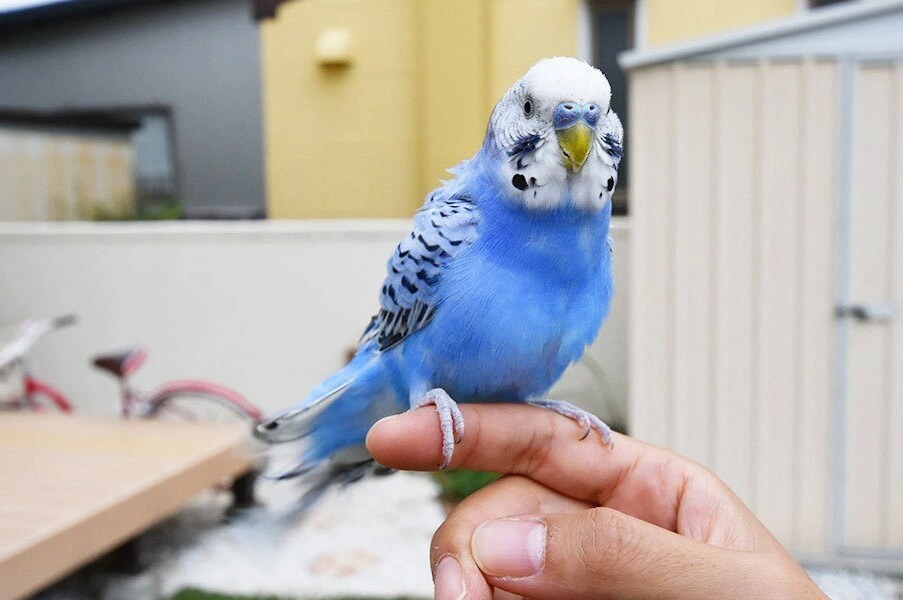 物置,おしゃれ,