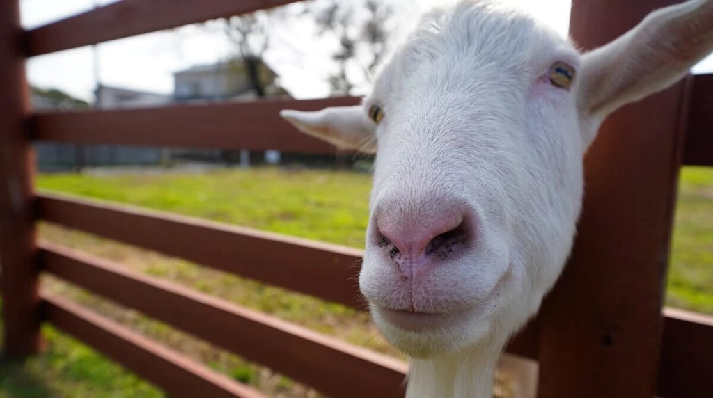 物置,おしゃれ,